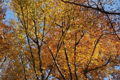 Les fulles cauen, arriba la boira i comença a fer fred.