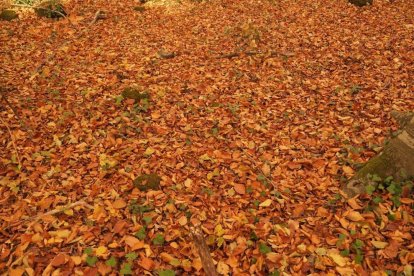 Les fulles cauen, arriba la boira i comença a fer fred.
