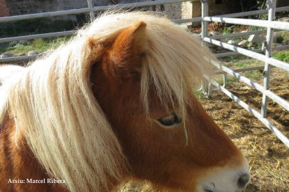 Les fulles cauen, arriba la boira i comença a fer fred.