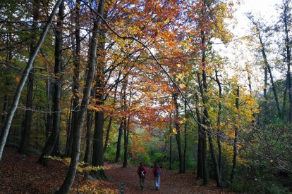 Les fulles cauen, arriba la boira i comença a fer fred.