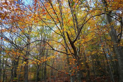 Les fulles cauen, arriba la boira i comença a fer fred.