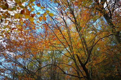 Les fulles cauen, arriba la boira i comença a fer fred.