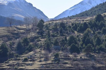 Les fulles cauen, arriba la boira i comença a fer fred.