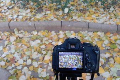 Les fulles cauen, arriba la boira i comença a fer fred.