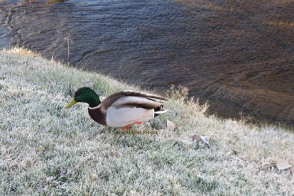 Les fulles cauen, arriba la boira i comença a fer fred.