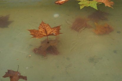 Les fulles cauen, arriba la boira i comença a fer fred.