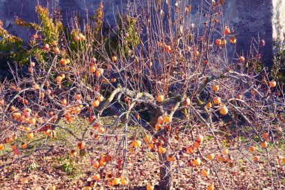 Les fulles cauen, arriba la boira i comença a fer fred.