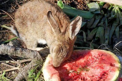 El teu temps, l'estiu.