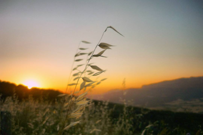 Arnau Soriano Aubarell