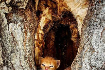 La calor, les tempestes, el paisatge groc i sec.