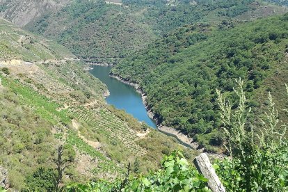 Merce Rodríguez Masip