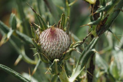 La calor, les tempestes, el paisatge groc i sec.