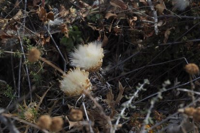 La calor, les tempestes, el paisatge groc i sec.