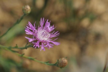 La calor, les tempestes, el paisatge groc i sec.