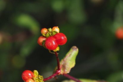 La calor, les tempestes, el paisatge groc i sec.