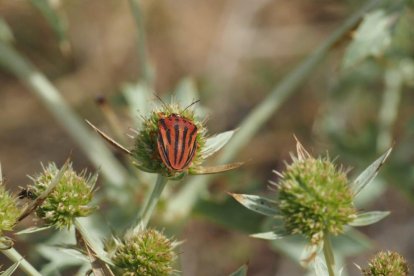 La calor, les tempestes, el paisatge groc i sec.
