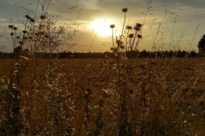 La calor, les tempestes, el paisatge groc i sec.