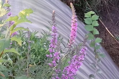 La calor, les tempestes, el paisatge groc i sec.