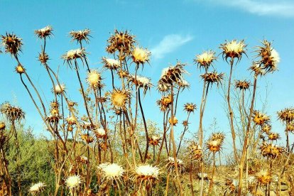 La calor, les tempestes, el paisatge groc i sec.