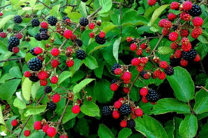 La calor, les tempestes, el paisatge groc i sec.