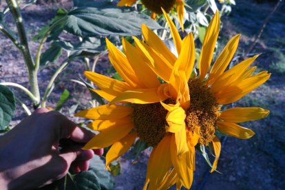 La calor, les tempestes, el paisatge groc i sec.