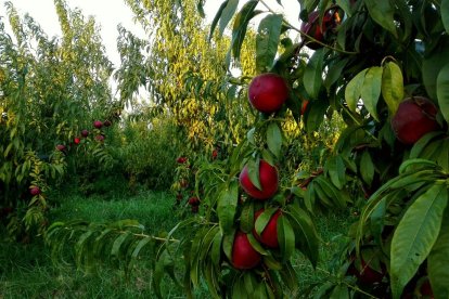 La calor, les tempestes, el paisatge groc i sec.