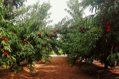 La calor, les tempestes, el paisatge groc i sec.