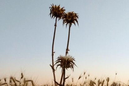 La calor, les tempestes, el paisatge groc i sec.