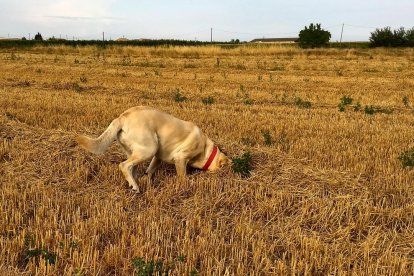 La calor, les tempestes, el paisatge groc i sec.