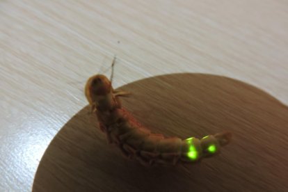 La calor, les tempestes, el paisatge groc i sec.