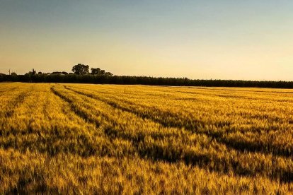 La calor, les tempestes, el paisatge groc i sec.