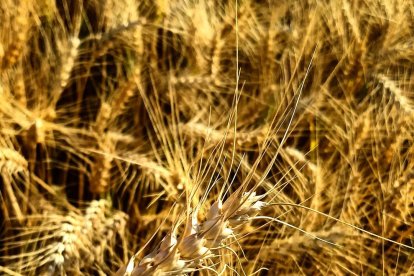 La calor, les tempestes, el paisatge groc i sec.