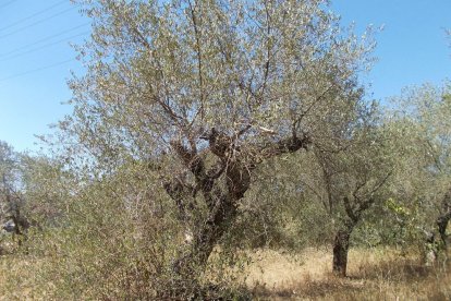 La calor, les tempestes, el paisatge groc i sec.