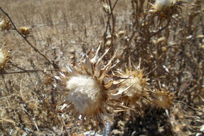 La calor, les tempestes, el paisatge groc i sec.