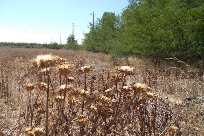 La calor, les tempestes, el paisatge groc i sec.
