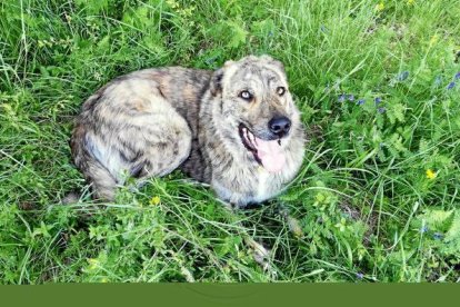 La calor, les tempestes, el paisatge groc i sec.