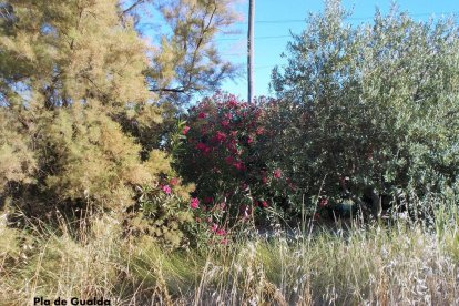 La calor, les tempestes, el paisatge groc i sec.