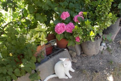 La calor, les tempestes, el paisatge groc i sec.