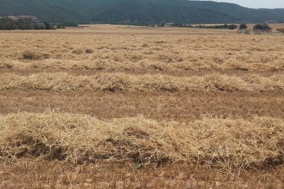 La calor, les tempestes, el paisatge groc i sec.