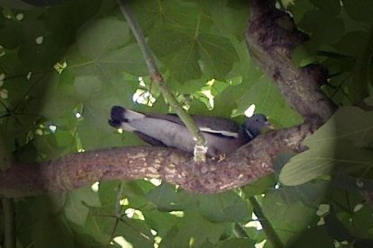 La calor, les tempestes, el paisatge groc i sec.