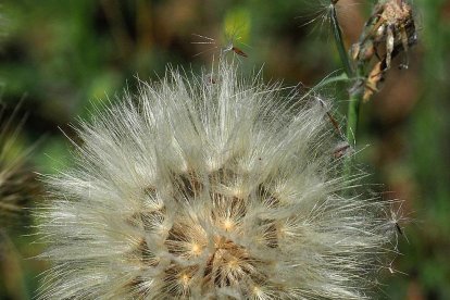 La calor, les tempestes, el paisatge groc i sec.