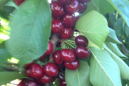La calor, les tempestes, el paisatge groc i sec.