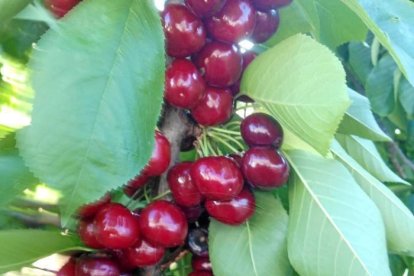 La calor, les tempestes, el paisatge groc i sec.