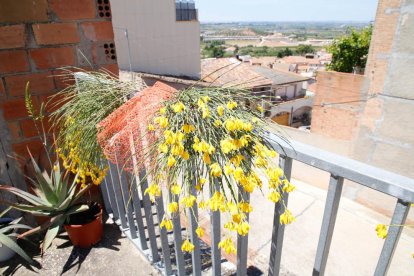 Imatges de les Garrigues