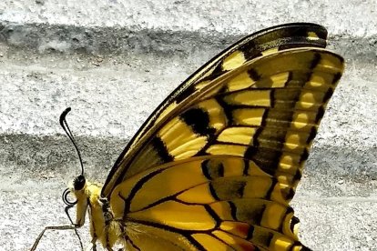 La calor, les tempestes, el paisatge groc i sec.