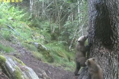 Noves imatges de cadells d'ós bru amb la seua mare en el Parc Natural de l'Alt Pirineu