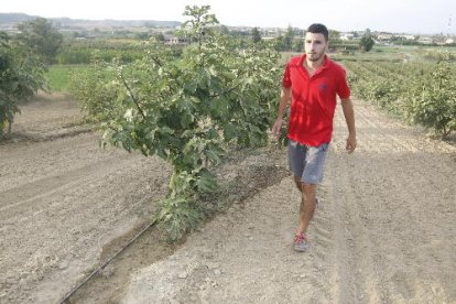 Una plantació de figues a Torrefarrera dotada amb un sistema de regadiu per degoteig.
