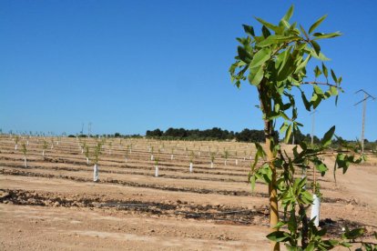 L’estació de bombatge, sense subministrament elèctric i en desús, situada entre Aitona i Seròs.