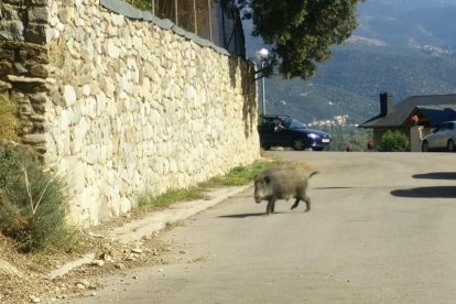 Miquel Caminal va mostrar alguns dels desperfectes causats pels senglars a les pistes.