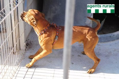 Ferides al coll del gos.